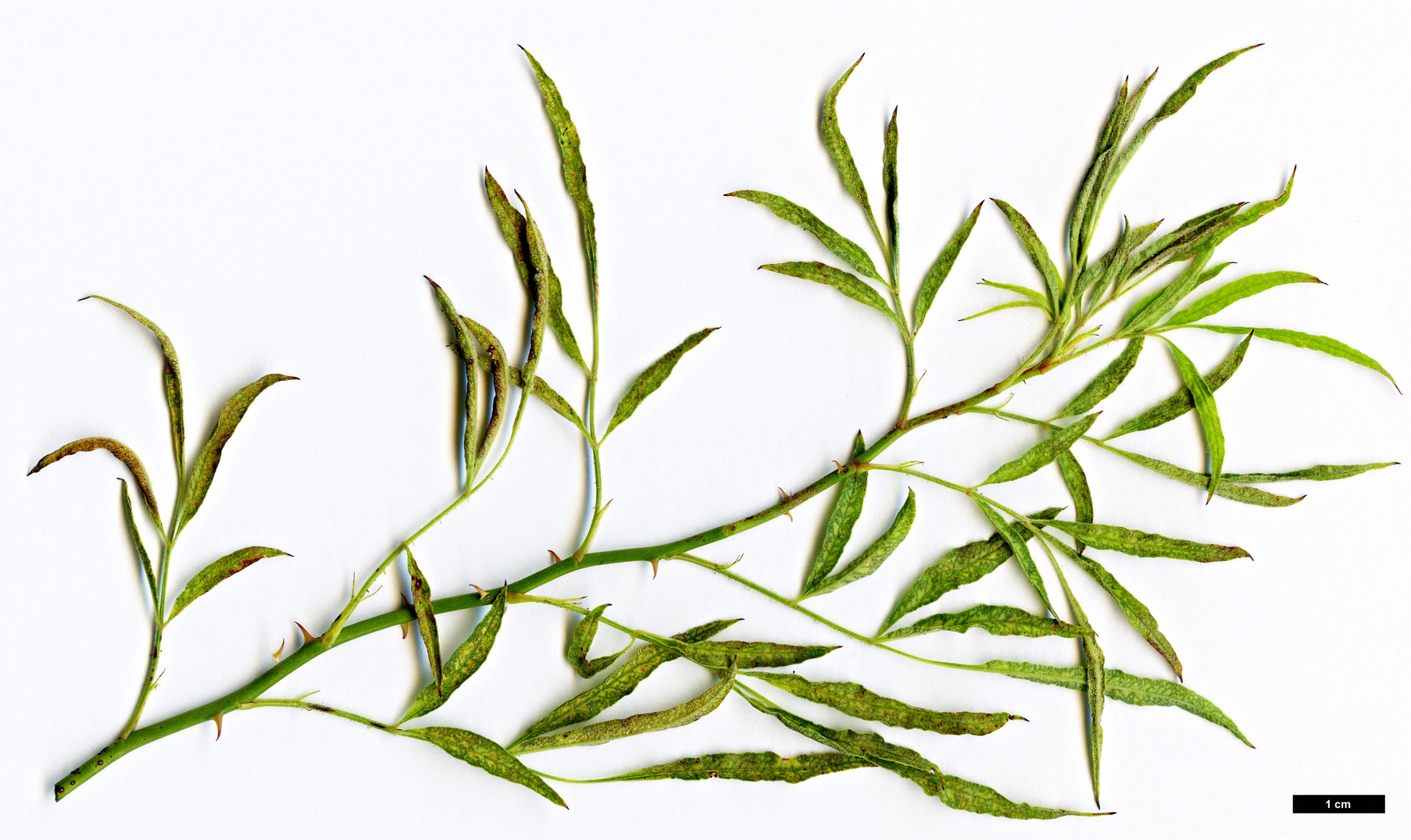 High resolution image: Family: Rosaceae - Genus: Rosa - Taxon: watsoniana